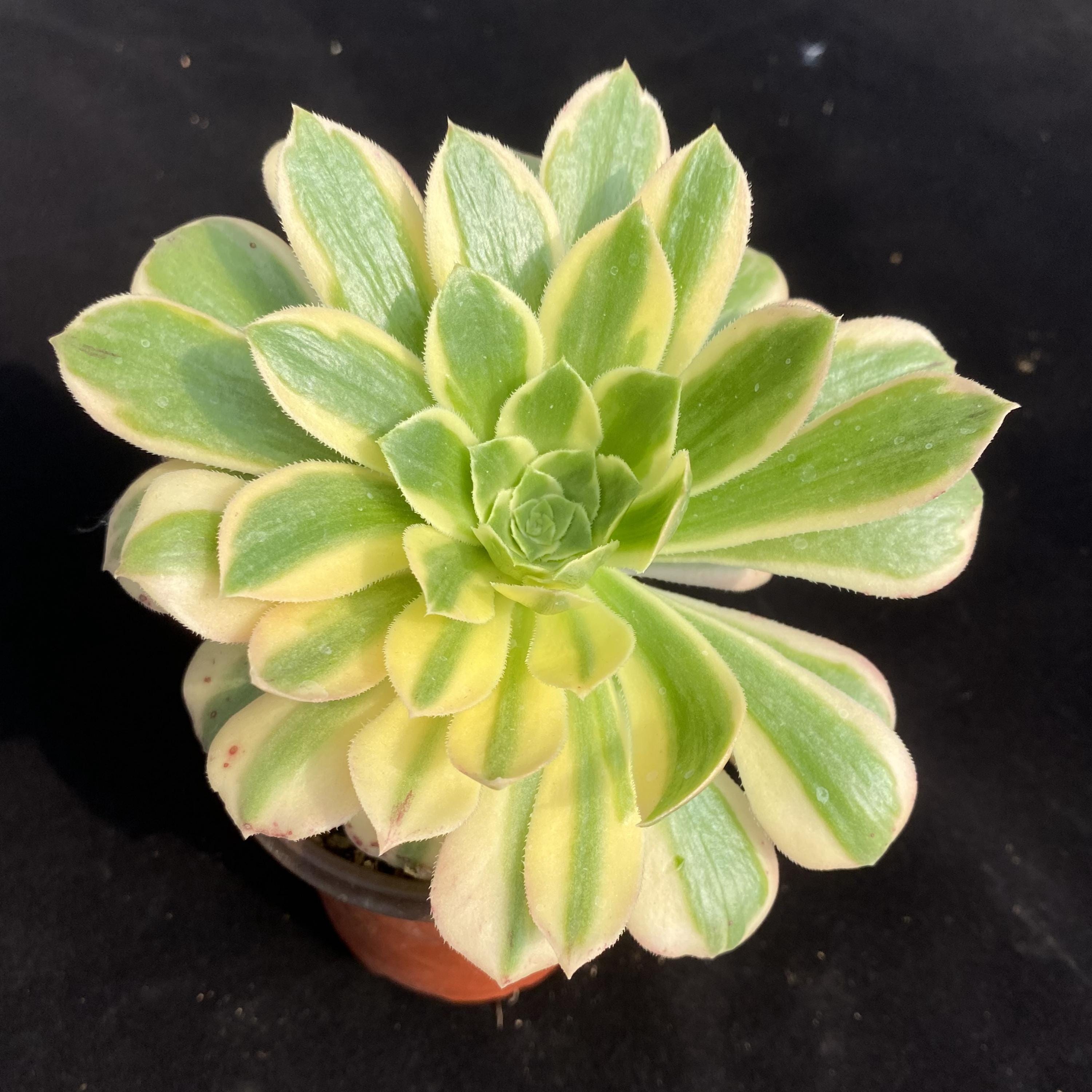 Variegated aeonium - Etsy 日本