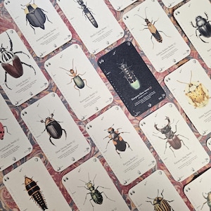Jeu de cartes Beetle Trumps – Téléchargement numérique (PDF haute résolution imprimable. CMJN 600 dpi.)