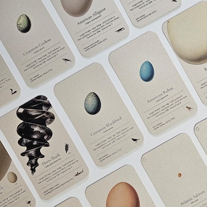 Juego de cartas de huevos de animales: 28 cartas ilustradas / Aves, reptiles, peces y más