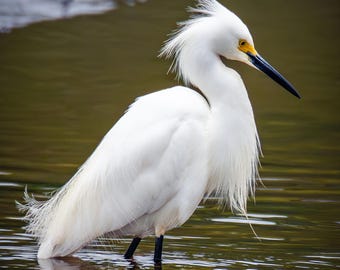 Snowy Egret print