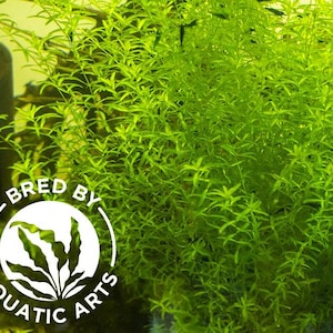 May include: A close-up of a dense patch of bright green aquatic plants. The plants are growing in a tank and are a popular choice for aquariums. The plants are labeled "Bred by Aquatic Arts".
