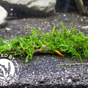 Java Moss Shrimp Java Moss on Cholla Wood: Live Aquarium Plant for Shrimp Tank - Etsy