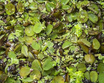 Floating Plant Combo Pack – Duckweed, Water Spangles & Fairy Fern – Fast-Growing Easy Care Aquarium Floaters