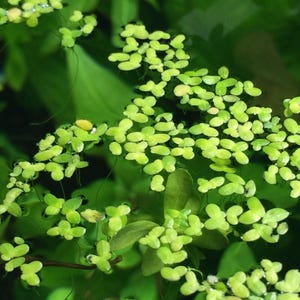 500+ Pods of Duckweed for Aquariums, Ponds and Turtles - Fresh Floating Aquatic Plant - Natural Water Filter & Fish Food, Large Portion