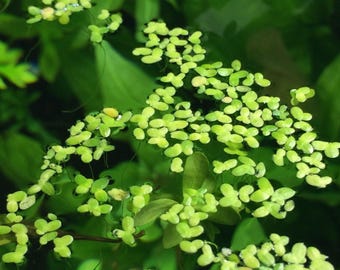 Live Duckweed: Natural Aquarium Water Filter & Fish Food
