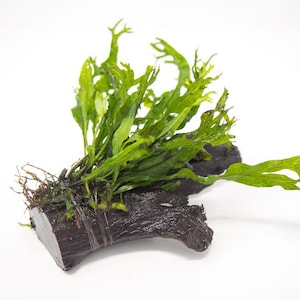 May include: A vibrant green aquatic plant, likely Java Fern, attached to a dark brown piece of driftwood. The plant has long, slender leaves and is secured with a thin band. Ideal for aquarium decor.
