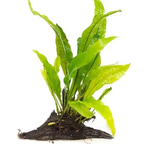 May include: A vibrant green aquatic plant with long, slender leaves. The plant is attached to a dark brown, textured piece of wood, likely for aquarium decoration. The leaves have a slightly textured appearance.