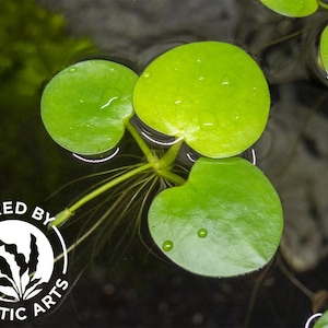May include: Close-up of aquatic plant leaves floating on water. The bright green leaves are round with a heart-shaped base, and have water droplets on their surface. The image includes the text "BRED BY AQUATIC ARTS" in a white circular logo.