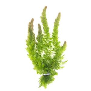 Hornwort Live Aquarium Plant: Oxygenating, Fast-Growing Aquatic Arts Grown!