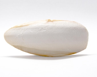 Natural Cuttlebone: Organic Calcium Supplement for Snails, Turtles, Birds