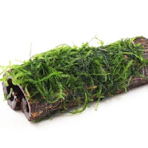 May include: A cylindrical piece of dark brown, textured wood bark with a hollow center, partially covered with a thick layer of vibrant green, feathery moss. The wood has a rough, natural surface and is positioned horizontally against a white background.