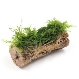 Java Moss on Cholla Wood: Live Aquarium Plant for Shrimp Tank