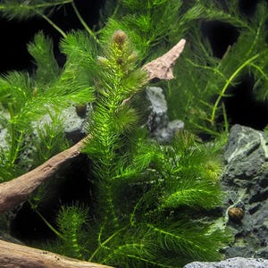 May include: Close-up of aquatic plants with vibrant green, needle-like leaves. The plants are interspersed with gray rocks and a piece of driftwood. The background is dark, highlighting the bright green foliage.