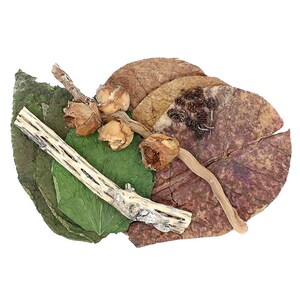 May include: An overhead shot of a collection of natural elements. The arrangement includes dried leaves in shades of green and brown, along with small, beige seed pods and a piece of light-colored, textured wood.