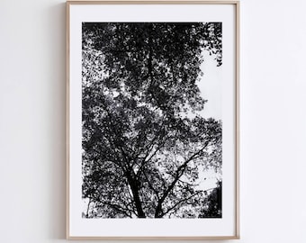 Wald Fotografie Baum Kunstdruck | Schwarz-weiße Naturfotografie | Stimmungsvolle Waldlandschaft Poster | Druckbare Kunst - Digitaldruck
