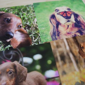 Photos de teckel - 12 photos brillantes de haute qualité de chiens saucisses - album pour amoureux des chiens et fabrication de cartes - journal indésirable - réutilisation - découpes