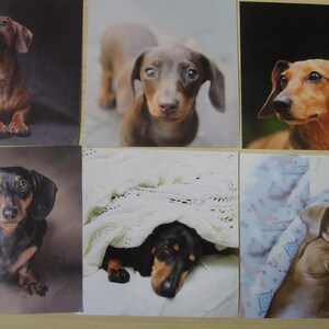 Photos de teckel - 12 photos brillantes de chiens saucisses - album de scrapbooking pour amoureux des chiens et fabrication de cartes - journal indésirable - réutilisation - découpes - lot 2