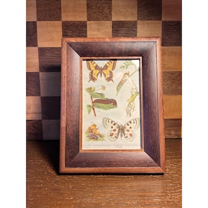 May include: A framed print featuring a vintage botanical illustration of butterflies and caterpillars. The print has a dark brown wooden frame. The illustration includes detailed drawings of various butterfly species and their life cycle stages, with vibrant colors.