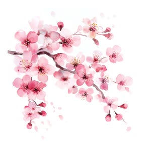 May include: A watercolour illustration of a cherry blossom branch. The image features pink flowers with dark pink centres and buds, set against a white background. Some petals are falling from the branch.