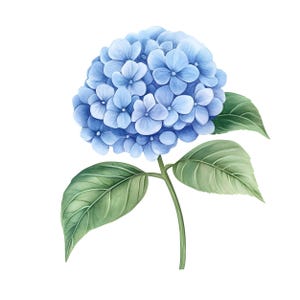 Op de afbeelding: Waterverfillustratie van een blauwe hortensia bloem. De bloemhoofd is een cluster van kleine, lichtblauwe bloesems. Groene bladeren en een stengel ondersteunen de bloem tegen een witte achtergrond. Een botanische illustratie.