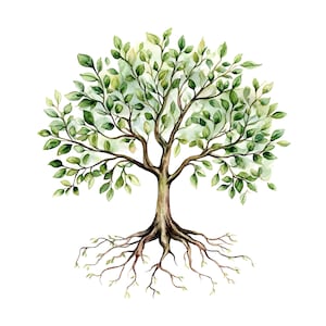May include: A watercolor illustration of a tree with a brown trunk and branches, featuring numerous green leaves in various shades. The tree has visible, spreading roots at the base, all set against a plain white background.