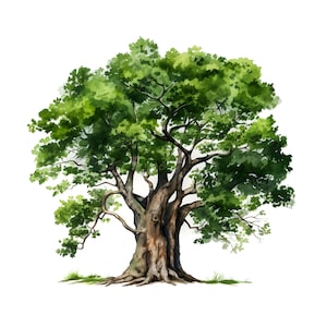 Puede incluir: Ilustración en acuarela de un árbol grande con un tronco marrón grueso y texturizado y un exuberante follaje verde. Las ramas del árbol se extienden hacia afuera y las raíces son visibles en la base. La obra de arte está sobre un fondo blanco.