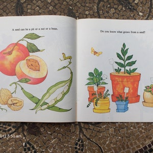 All About Seeds written by Susan Kuchalla 1982 image 4