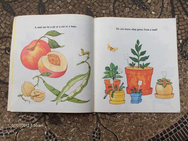 All About Seeds written by Susan Kuchalla 1982 image 4