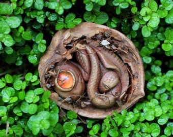 Dragon baby in a chestnut shell