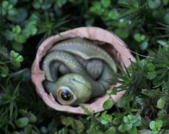 Dragon baby in a walnut shell