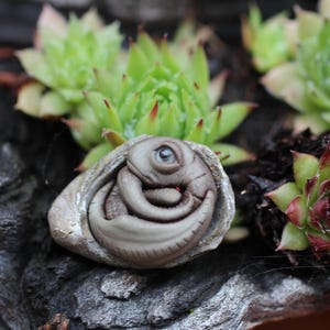 Dragon baby in a fossilized shell