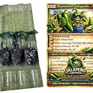 Live Mammoth Jalapeño Pepper Plant 3-6 Inches – Organic Large Hot Pepper Seedling for Home Garden