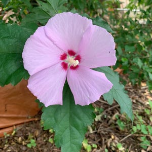 Hibiscus Hardy Rose of Sharon Aletha Live Propogated Potted Plant White or Pink/Purple Low Water Xeriscaping Organic Sustainable  Flowering