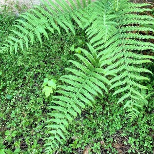 Varens Levende wortels 3 Herfstesdoornvaren Dryopteris Oreta Levend naakte wortels 6&quot;+ geneeskrachtig terrarium Bonsai Fairy Garden Vaste plant