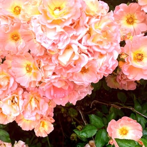 9 Heirloom Rose Cuttings Cold Hardy Shrub Roses and Cut Flower Longstem Fresh 6-10” Cuttings Organic Edible Plant Rosa Rubiginosa