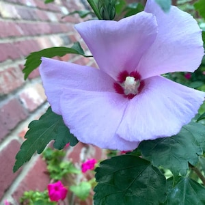 Hibiscus Hardy Rose of Sharon Aletha Live Propogated Potted Plant White or Pink/Purple Low Water Xeriscaping Organic Sustainable  Flowering