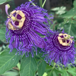 2 paarse passiebloem wijnstokken potbloemen eetbaar fruit voedsel inheemse ware passiebloem incarnata maypop vlinder larve gastheer