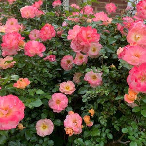 Variety of 6 Heirloom Rose Cuttings Longstem Cut Flower & Cold Hardy Shrub Roses Fresh 5-9” Cuttings Organic Edible Plant Rosa Rubiginosa