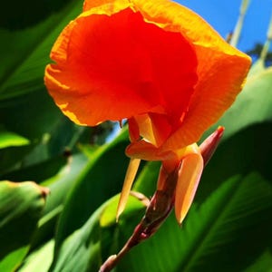 20 Giant Canna Lily Rhizome Bulbs Yellow & Orange Vibrant Live Fresh Cut When Ordered Organic Naturally Grown Harvest Watershed Plant Edible