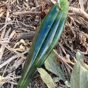 Könnte beinhalten: Ein grüner Jade-Anhänger mit einem silberfarbenen Ring. Der Anhänger ist länglich mit einer polierten Oberfläche und drei eingearbeiteten Rillen. Der Jade hat einen Farbverlauf von dunklen und hellen Grüntönen. Der Anhänger befindet sich vor einem Hintergrund aus trockenem Gras und Blättern.