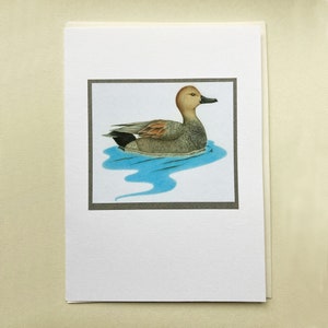Cartão de Saudações - Gadwall por Pat Thorne