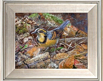 Varied Thrush, Larry Eifert