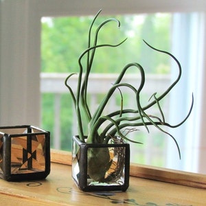 Mini Air Plant Holder Clear Stained Glass Terrarium Cubed Glass Box Planter image 5