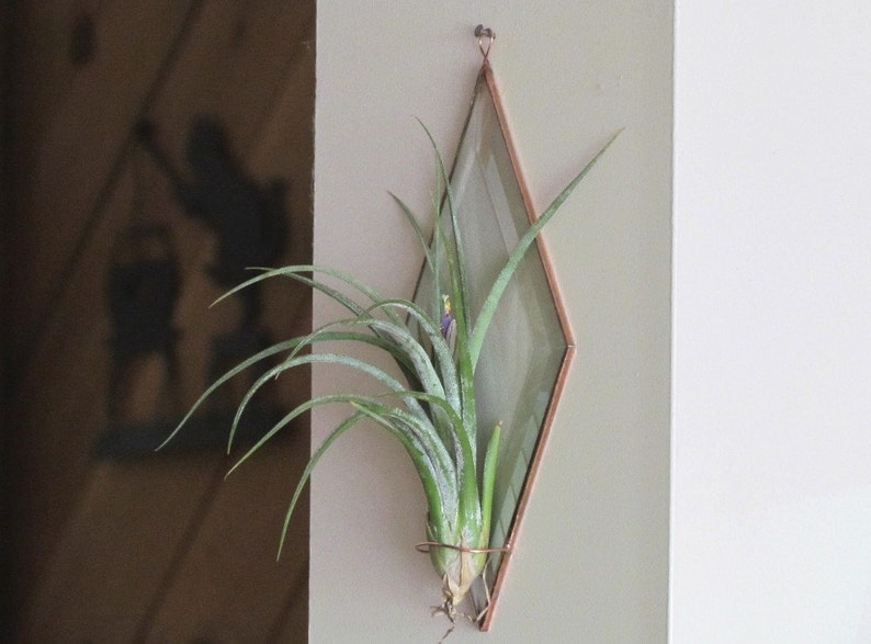 Geometric Air Plant Holder Diamond Shaped Beveled Glass Wall Hanging Plant Holder Clear and Copper Colored Wall Decor Made in Canada image 3