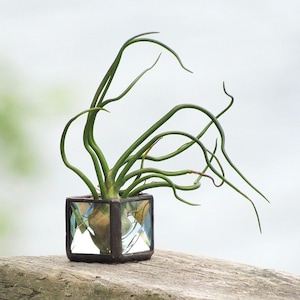 Mini Air Plant Holder Clear Stained Glass Terrarium Cubed Glass Box Planter image 1