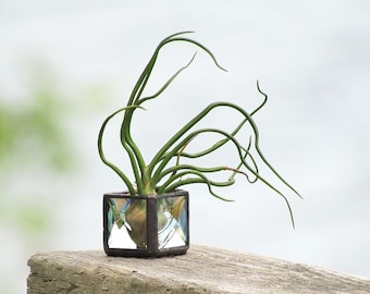 Mini Air Plant Holder Clear Stained Glass Terrarium Cubed Glass Box Planter