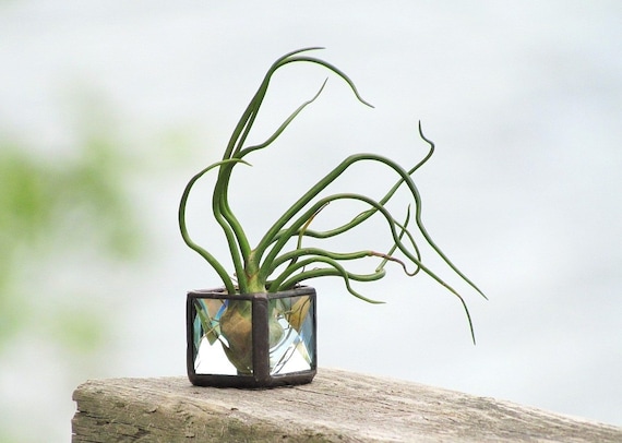 hanging jasmine plant Winter Jasmine For Sale