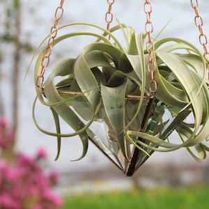 Hanging Air Plant Holder - Large Faceted Stained Glass Hanging Terrarium - Great for Tillandsia Xerographica, Caput Medusae - Made in Canada