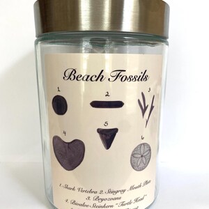 Shark Tooth Beach Fossil Identification Sticker Large Vinyl Laptop Art Shell Jar Label
