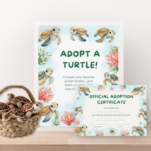 May include: A wicker basket filled with plush turtle toys sits next to a framed "Adopt a Turtle" sign and an adoption certificate. The sign features watercolor illustrations of turtles, coral, and the text "Adopt a Turtle!"
